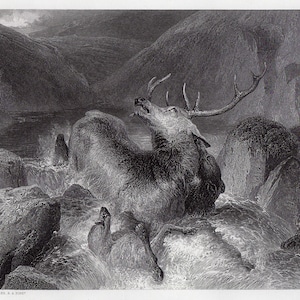 May include: A detailed black and white engraving shows a stag in a river, surrounded by rocks and rushing water. The stag, with large antlers, is partially submerged, its head raised. The artwork evokes a sense of struggle and the power of nature.