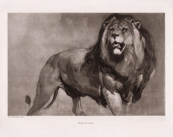 Edwin LANDSEER 1800er signierte Radierung „Studie eines Löwen“, gerahmtes GALERIE-ZERTIFIKAT