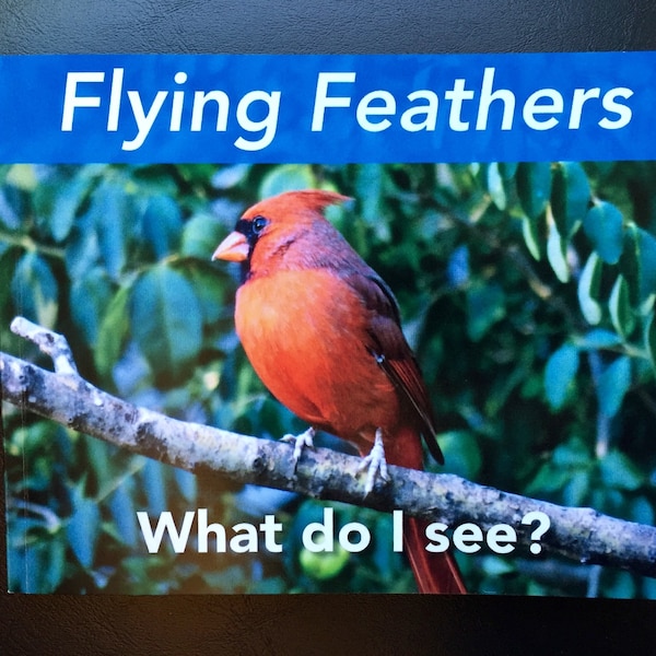 Children’s picture book, nonfiction, bird photos, activity pages, bird watching