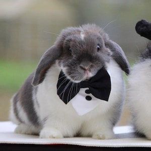 Tuxedo for rabbits, cats, small dogs, bunny & small pets. Suit. Wedding. Christmas