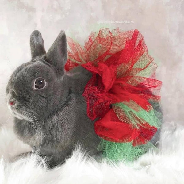 Christmas" Pet tutu  for rabbits, cats, small dogs, Bunny, guinea pig. Small pet clothes. Glittery