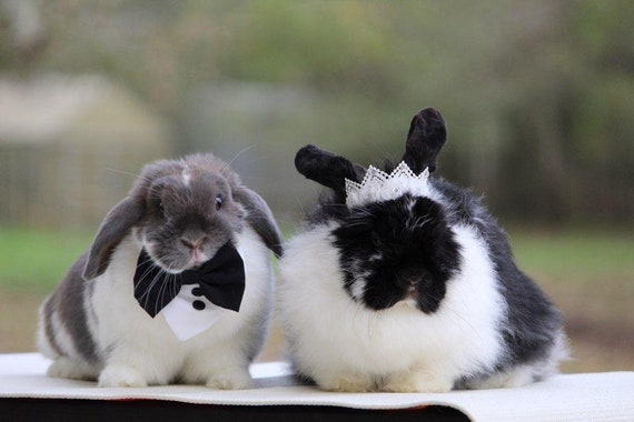 Vetement pour lapin hotsell
