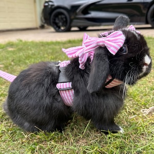 Lady&quot; Bunny harness. | SIZING IN DESCRIPTION