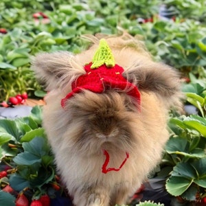 Strawberry Fields Knitted Hat for bunnies, rabbits, cats, dogs, ferrets, small pets. Summer, spring, sun hat,strawberries, red