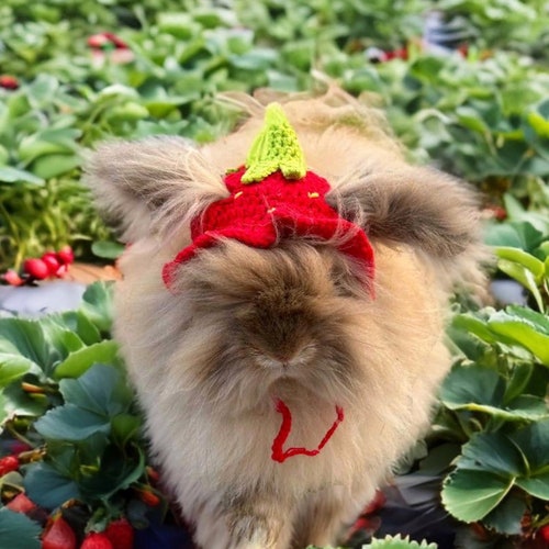 Strawberry Fields Knitted Hat for bunnies, rabbits, cats, dogs, ferrets, small pets. Summer, spring, sun hat,strawberries, red