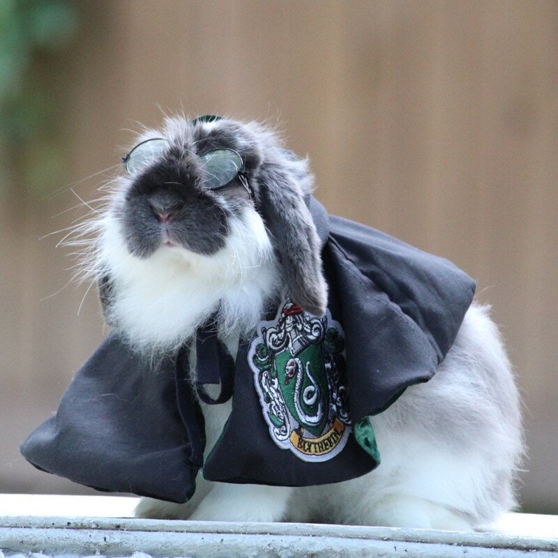 Harry the Bunny - Etsy