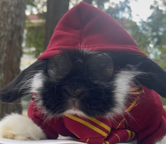 Noir Glasses for Rabbits, Bunny, Cats & Small Pets  display picture 3