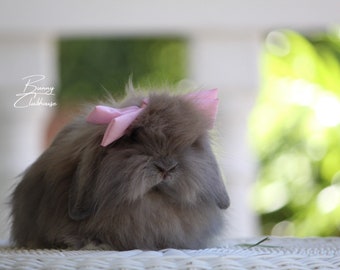 Pretty in Pink Knot bow  for Rabbits, Bunny, & small pets.