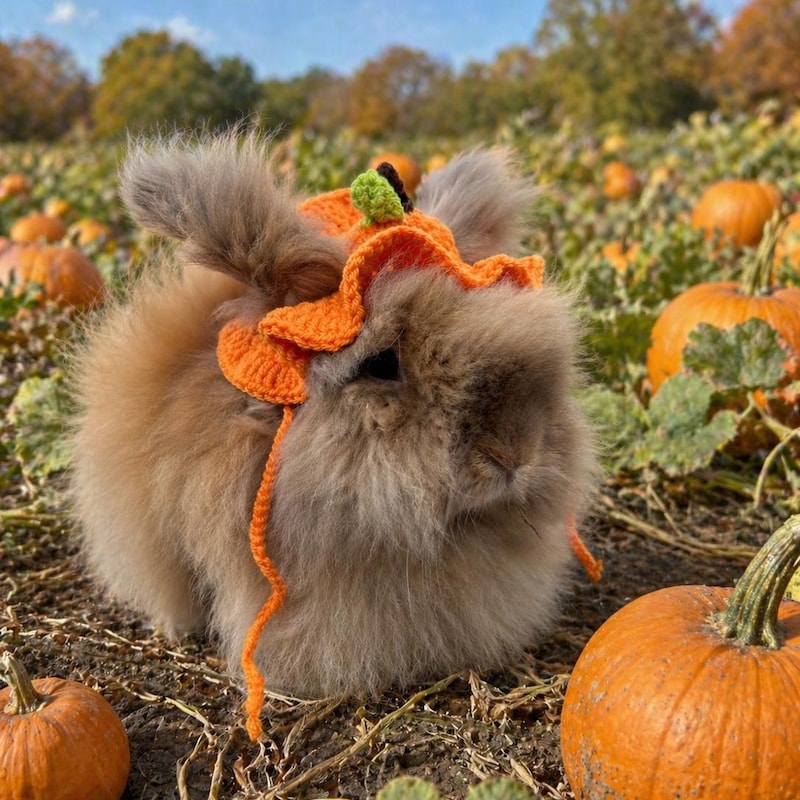 Pumpkin Rabbit Custom Pumpkin Rabbit Costume - Etsy