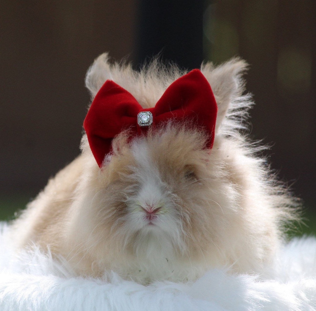 Crimson Velvet Bow With Genuine Lab-created Diamond for Rabbits,bunny ...