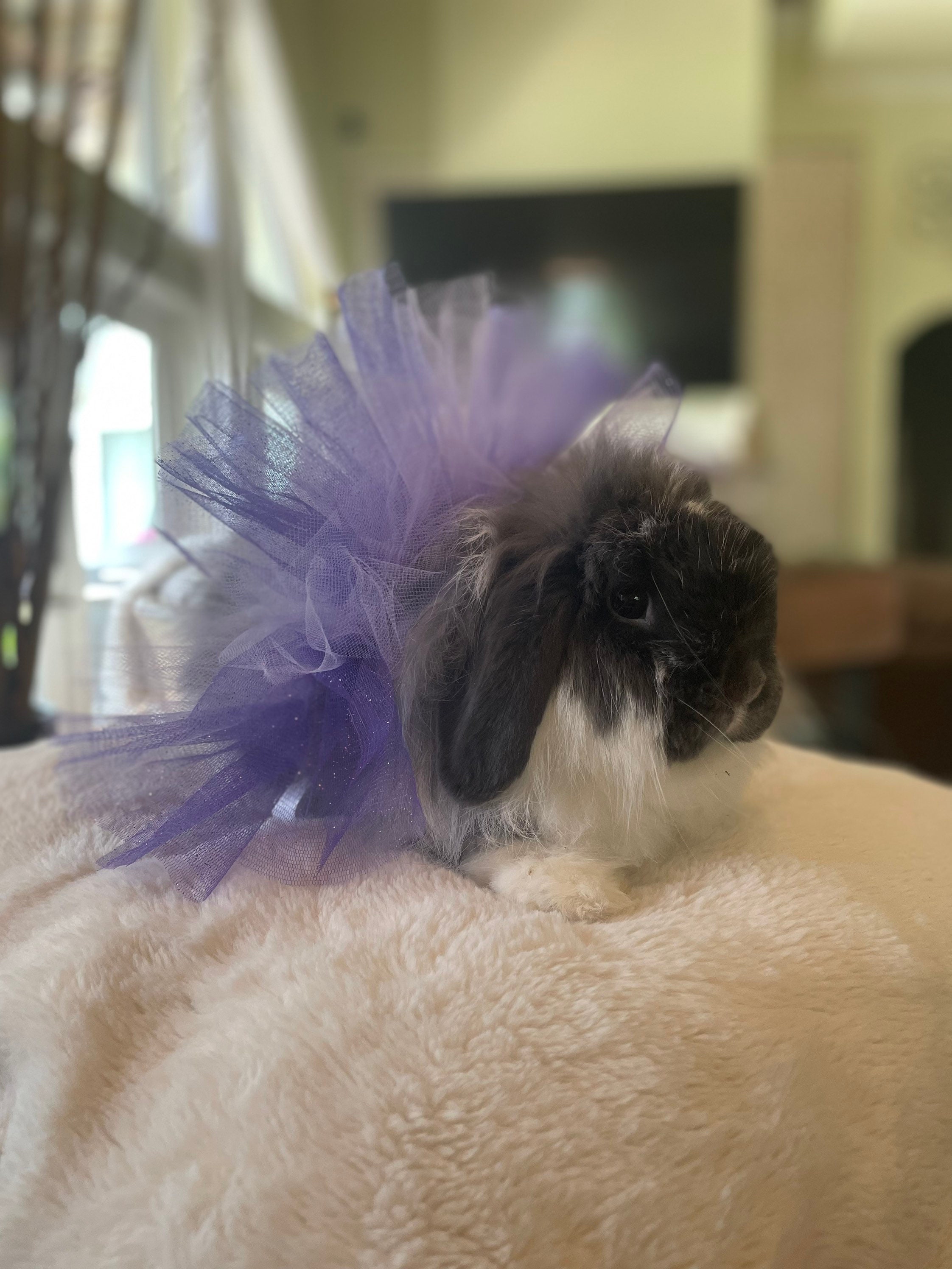 Periwinkle Rabbit Periwinkle