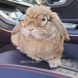 Noir Glasses for rabbits, bunny, cats & small pets. Sunglasses