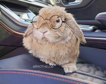 Noir Glasses for Rabbits, Bunny, Cats & Small Pets  display picture 2