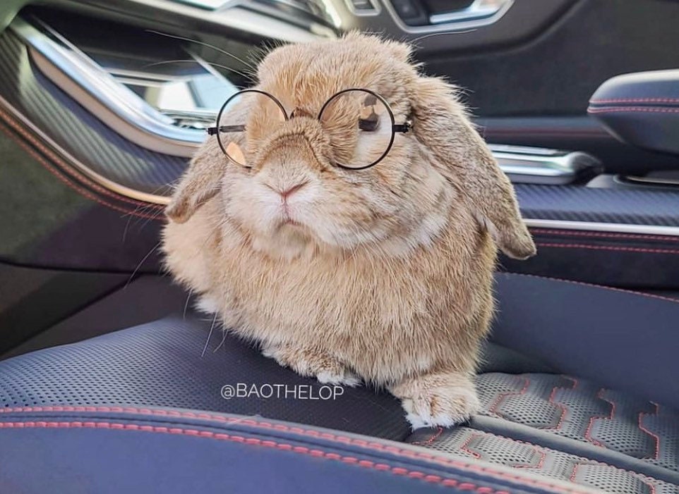 Bunny Glasses Bunny Glasses