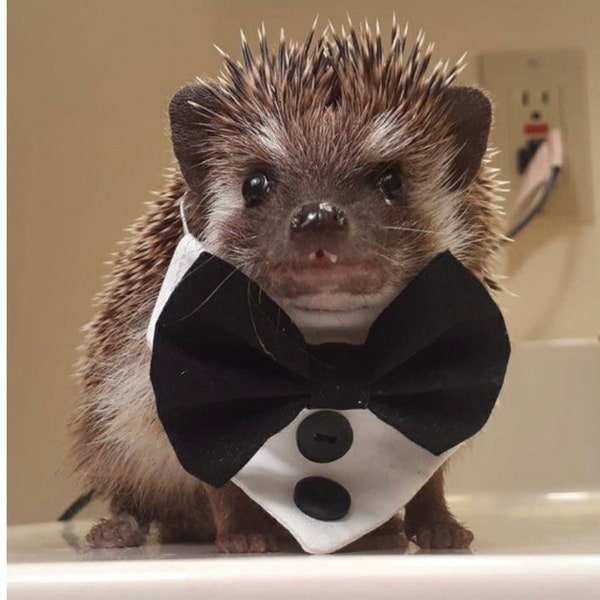 The Daphnie’ Tiny Tuxedo for hedgehogs, guinea pigs, squirrels etc. BLACK & WHITE. For Mini pets. Wedding. Bandana. Bow tie.