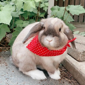 Poppin" Bundana for rabbits, dogs, cats, bunny & small pets. Valentine’s Day. Tie on Bandana scarf. Christmas