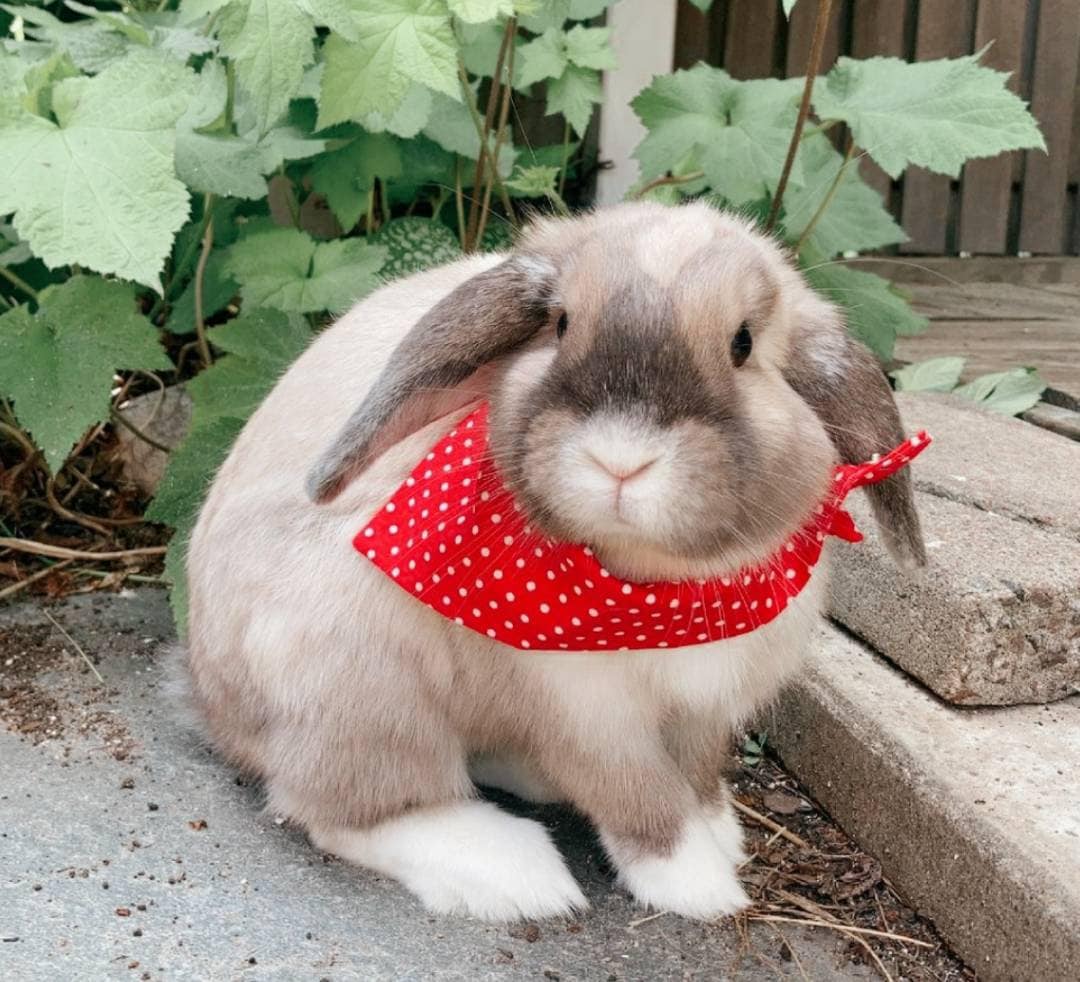 Rabbit bandana hotsell