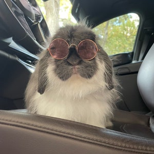 Rosé Glasses for rabbits, bunny, cats & small pets. Sunglasses