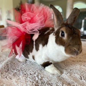 Cupid&quot; Pet tutu for rabbits, cats, small dogs, Bunny,  Small pet clothes. Glittery. Red & pink