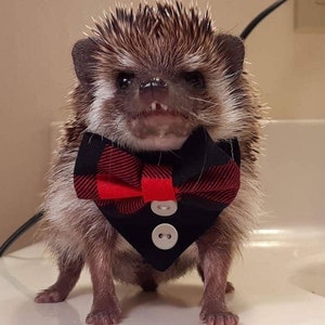 May include: A hedgehog wearing a black and red plaid bow tie and a black tuxedo-style collar with two white buttons. The hedgehog has brown and white quills and is standing on a white surface.