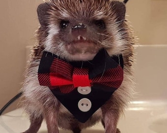 Tiny Tuxedo dapper for hedgehogs, guinea pigs, ferret, squirrels etc. RED & BLACK FLANNEL. For Mini pets. Wedding. Bandana.Bow tie.christmas