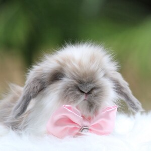 May include: A fluffy, grey and white rabbit wearing a pink bow tie. The rabbit is sitting on a white, fluffy surface.