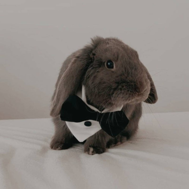 Tuxedo for Rabbits Cats Small Dogs Bunny & Small Pets. Etsy