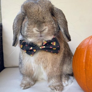 Trick or treat “ Pet bow  for Rabbits, Dogs, Cats, Guinea Pigs, Bunny, hedgehogs & small pets. Fall Collection. Autumn. Halloween