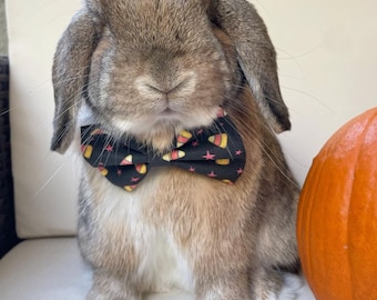 Trick or treat “ Pet bow  for Rabbits, Dogs, Cats, Guinea Pigs, Bunny, hedgehogs & small pets. Fall Collection. Autumn. Halloween