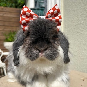 May include: A fluffy grey and white rabbit wearing a red and white checked bow.