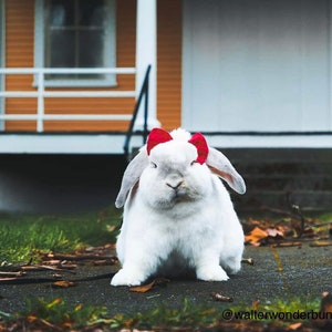 Rouge Pet bow for rabbits, cats, dogs, guinea pigs, Bunny, hedgehogs & small pets.