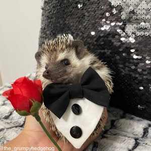 The Daphnie’ Tiny Tuxedo for hedgehogs, guinea pigs, squirrels etc. BLACK & WHITE. For Mini pets. Wedding. Bandana. Bow tie.