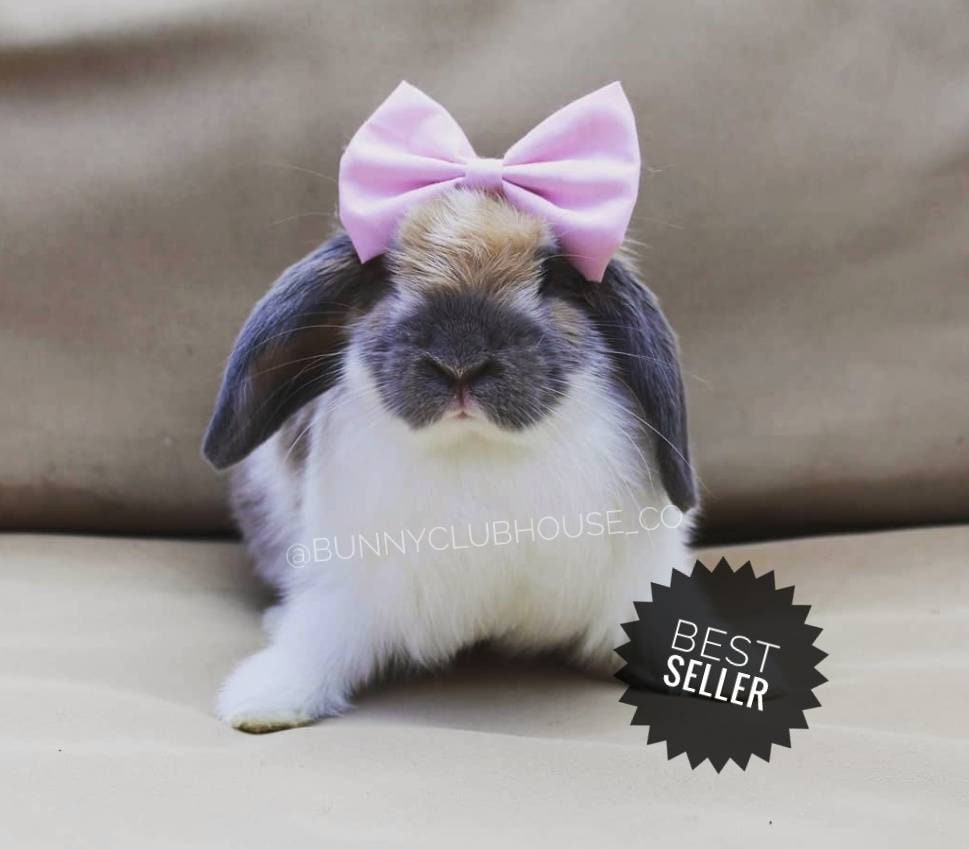 bow tie bunny