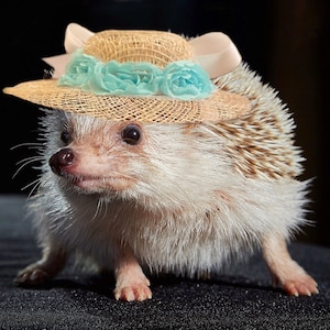 Sun Hat for hedgehogs, guinea pigs, ferrets, squirrels, tiny pets. Spring, summer