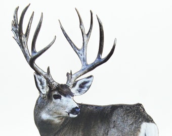 FREE SHIPPING! Handsome Mule Deer Buck 2-D Photo Statuette; unique antlers, gift for deer lovers; realistic 3-D look