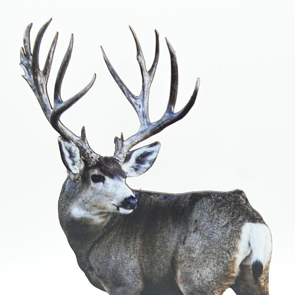 FREE SHIPPING! Handsome Mule Deer Buck 2-D Photo Statuette; unique antlers, gift for deer lovers; realistic 3-D look