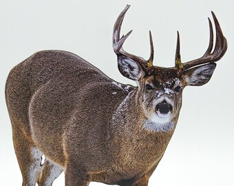 FREE SHIPPING! Snowy Whitetail Buck 2-D Photo Statuette; gift for deer lovers, nature lovers, hunters; realistic 3-D photo