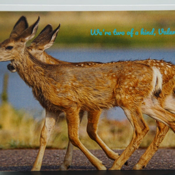 Mule Deer Twin Fawns Valentine's Card; we're two of a kind Valentine