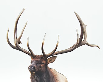 FREE SHIPPING! Bull Elk 2-D Photo Statuette; great gift for elk enthusiast/lover, realistic 3-D look