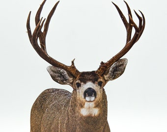 FREE SHIPPING! Beautiful Snowy Mule Deer Buck 2-D Photo Statuette; great gift for deer lovers, hunters; realist 3-D look