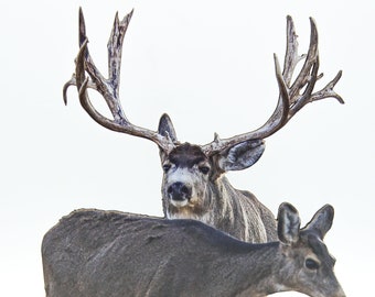 FREE SHIPPING! Monster Mule Deer 2-D Photo Statuette; awesome mule deer buck and doe; gift for deer & nature lovers; realistic 3-D look