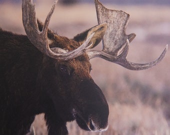 MAKE AN OFFER! Winter Bull Moose in Grand Teton National Park; moose in winter, moose lovers gift, canvas wall art