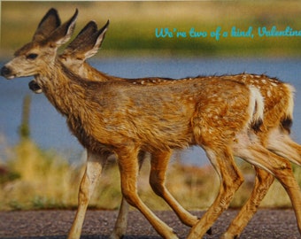 Mule Deer Twin Fawns Valentine's Card; we're two of a kind Valentine