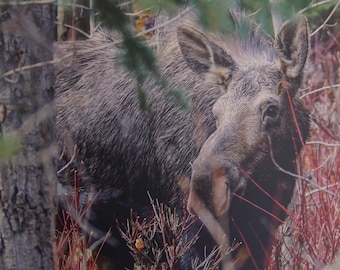 MAKE AN OFFER! Blending In - cow moose in Glacier National Park, blends into her surroundings in remote wilderness; gift for moose lovers!