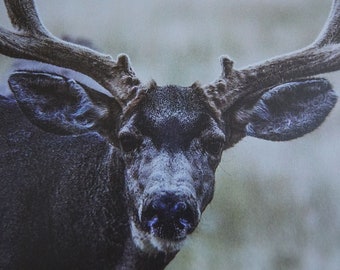 MAKE AN OFFER! Monster Mule Deer Buck Portrait - canvas wall art; great gift for deer lovers, nature enthusiasts, man cave