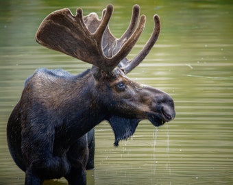 8"x8" Bull Moose canvas; perfect for moose & wildlife lovers, hang in small spaces, wall art, wildlife photography on canvas