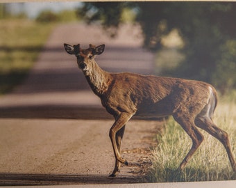 MAKE AN OFFER! Spring Whitetail Buck - spring deer, spring buck, gift for deer and nature lovers; canvas wall art