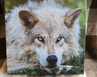 Gray Wolf Canvas Wall Art: Intense Gaze, Nature Decor (8x8)