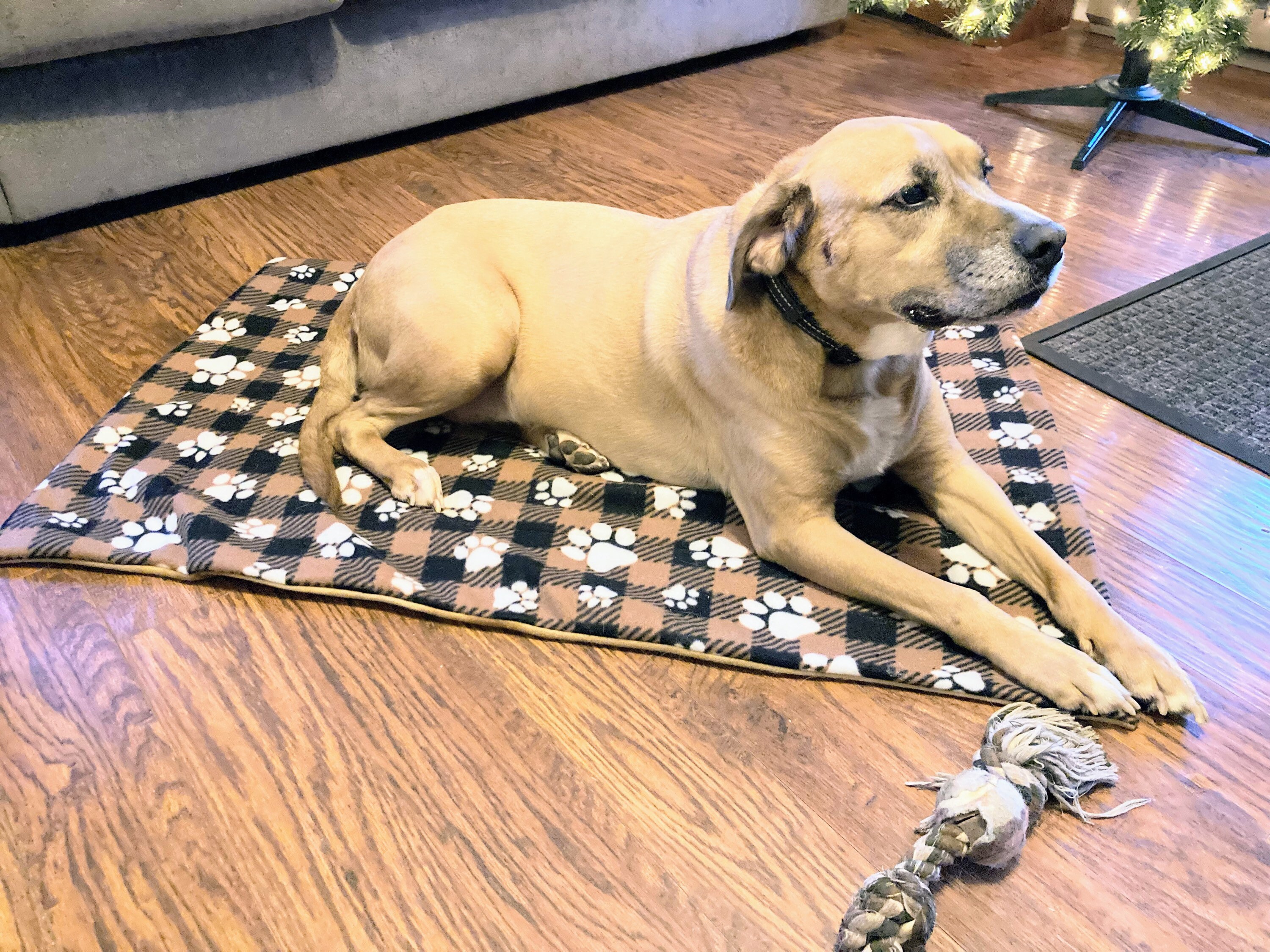 Custom Fleece Whelping Pad Birthing Pool Pad Whelp Pee Pads Etsy