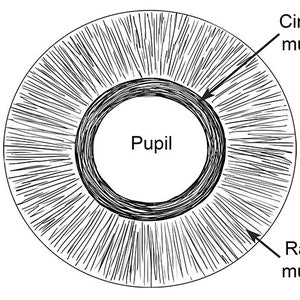 May include: A diagram of the human eye showing the pupil, circular muscle, and radial muscle. The circular muscle is located around the pupil and the radial muscle is located around the circular muscle.